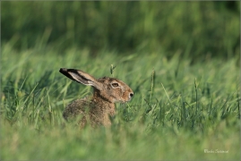 <p>ZAJÍC POLNÍ (Lepus europaeus) jižní Morava ---- /European hare - Feldhase/</p>